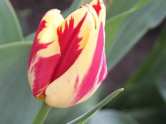 tulipsNL (40)